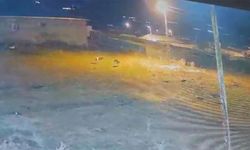Köye inen kurtlar, köpeğe saldırdı