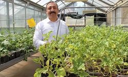 Niğde'de yerli ve milli patatesler topraksız sistemlerle 12 ay boyunca üretiliyor