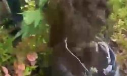 Ormanda yetiştirdikleri keneviri esrar haline getirip satmak isteyen 2 şüpheli yakalandı