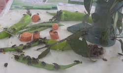 Samuray arısı, eşek arısı değil; kahverengi kokarcanın doğal düşmanı