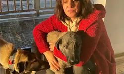 Şiddet uygulayana 6 ay 10 gün hapis cezası verildi, 'Yiğit' adı konulan köpek Bursa'daki barınağa gidecek