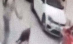 Sokak köpeğine kemerle vuran şüpheli gözaltında