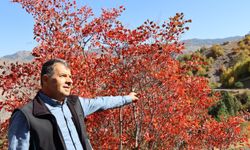 Sonbaharda seyirlik manzaralar / Ek Fotoğraf