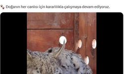 Su kanalına düşen vaşak kurtarılıp, bakıma alındı