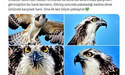 Suya dalabilen tek yırtıcı kuş olan ‘balık kartalı', Uluabat Gölü'nde görüntülendi