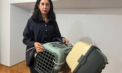 Tunus dönüşü uçakta kaybolan kedi için suç duyurusu