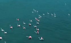 Van'da jandarma flamingo nöbetinde