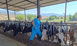 Yenipazar'da 9 mahallede ‘şap' karantinası