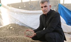 Yüksekova'dan Irak'a 'kenger çekirdeği' ihraç ediyor