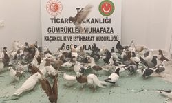 Yurda kaçak sokulan 85 'Cancan' güvercini ele geçirildi