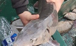 Ağlarına takılan nesli tükenme tehlikesindeki ‘mersin balığı'nı yetkilere teslim etti