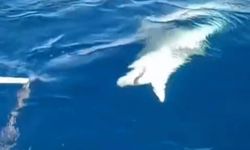 Amatör balıkçının oltasına köpek balığı takıldı