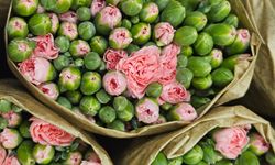 Avrupa ülkelerine 12 milyon dolarlık yılbaşı çiçeği