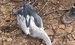 Ayağına misina dolanan mavi balıkçıl kuş kurtarıldı