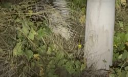 Aydın'da nesli tükenme altındaki oklu kirpi görüldü