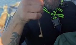 Balıkçı, ağına takılan camgöz köpek balığını yeniden suya bıraktı