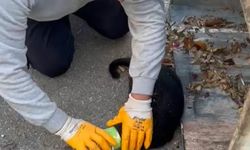 Başı konserve kutusuna sıkışan kediyi belediye temizlik personeli kurtardı