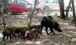 Beslemeye çalıştığı yaban domuzu, tatilcinin kolunu ısırdı; o anlar kamerada