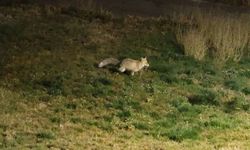 Bitlis'te kent merkezinde yiyecek arayan tilki kamerada