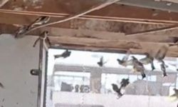 Bursa'da 2 kuş kaçakçısına 415 bin 183 lira ceza