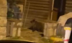 Caddede yavru bozayı görüntülendi