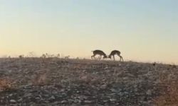 Dağ ceylanlarının kafa kafa verdiği mücadele kamerada