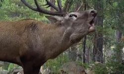 DKMP'den 'kızılgeyik' paylaşımı: Unutulmaz bir bakış attı