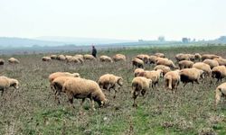Edirne'de köy merasında bulunan top mermisi imha edildi