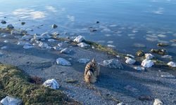 Eğirdir Gölü'nde yaralı bulunan Güney Amerika balabanı koruma altına alındı