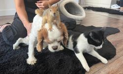 Epileptik nöbet geçiren sincap, tedavi için yurt dışına gönderilecek