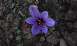 Eşini kaybettiği hastalık sürecinde önerilen, bulamadığı safranın üreticisi oldu/Ek fotoğraflar