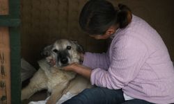 Felçli köpek Mazbut ile kedi İncir arasında duygulandıran bağ