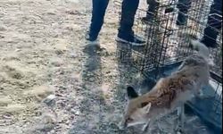 Gübre çukuruna düşen tilki kurtarıldı