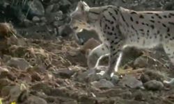 Hakkari'de nesli tehlike altındaki vaşak görüntülendi