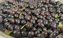 Hatay'da defne yağının litresi bin liradan alıcı buluyor