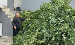 Hatay'da köylülerin geçim kaynağı defne mesaisi başladı