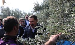 Hatay'da zeytin hasadına başlandı; 201 bin ton rekolte bekleniyor