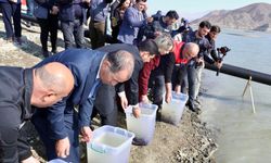 Hibe edilen 300 bin sazan balığı yavrusu, Haydar Aliyev Göleti'ne bırakıldı