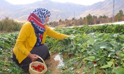Hobi olarak başladığı çilek üreticiliği geçim kaynakları oldu
