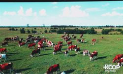 İstanbul- Tarım Kredi Kooperatif Marketlerinin yeni ismi 'KOOP Market' oldu