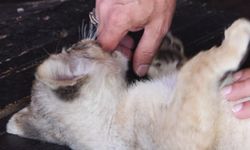 İstanbul - Tuzla'da denetimde ele geçirilen yavru aslana 'Hugo' adı verildi: 'Artık vatanı burası'