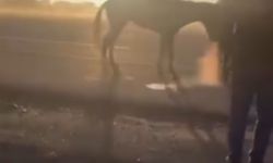 Kamyonetin arkasına bağladığı atı dakikalarca sürükledi; o anlar kamerada