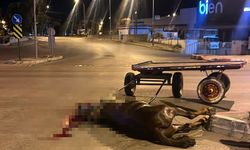 Kavşakta hafif ticari araca çarpan arabaya koşulu at öldü