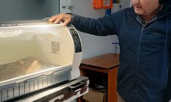 Kayıp kedi, patisinde mermiyle geri döndü