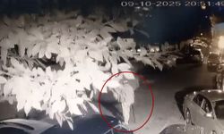 Kedinin bastonla vurularak öldürüldüğü iddiasıyla şikayetçi oldu