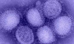 Kuzey Yarımküre'de 'H3N2' alarmı