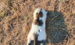 Mersin'de kedinin işkenceyle öldürüldüğü iddiasına soruşturma