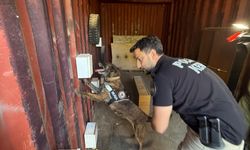 Narkotik köpeklerinin sıra dışı eğitimi; madde değil, oyuncağını arıyor