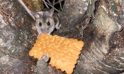 Nesli tükenmekte olan fareyi bisküviyle besledi