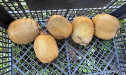 Ordu'da kivi için ‘erken hasat' uyarısı /Video eklendi